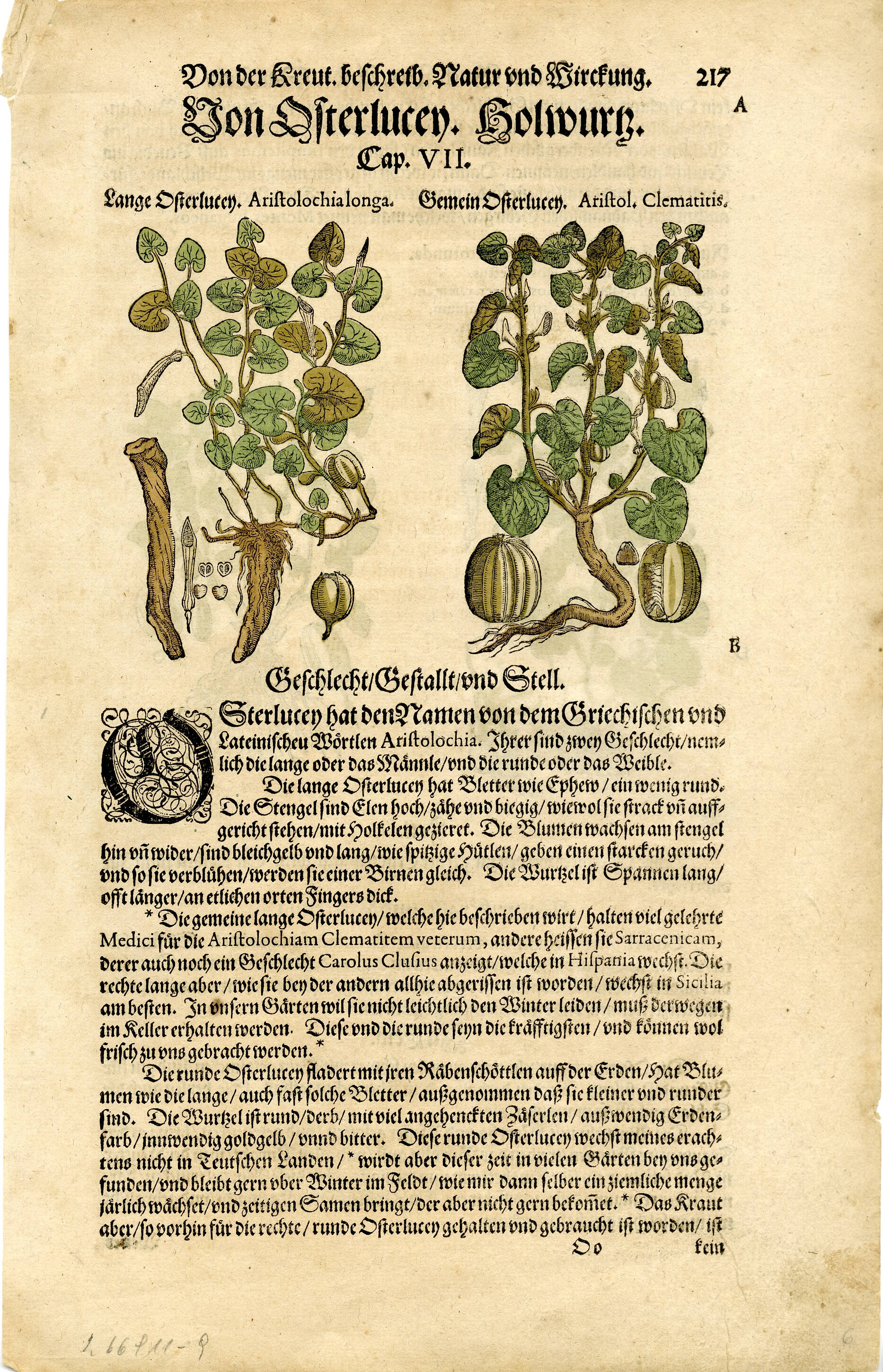 Botanical illutration of a plan with thick roots and green leaves. Illustration is surrounded by text.